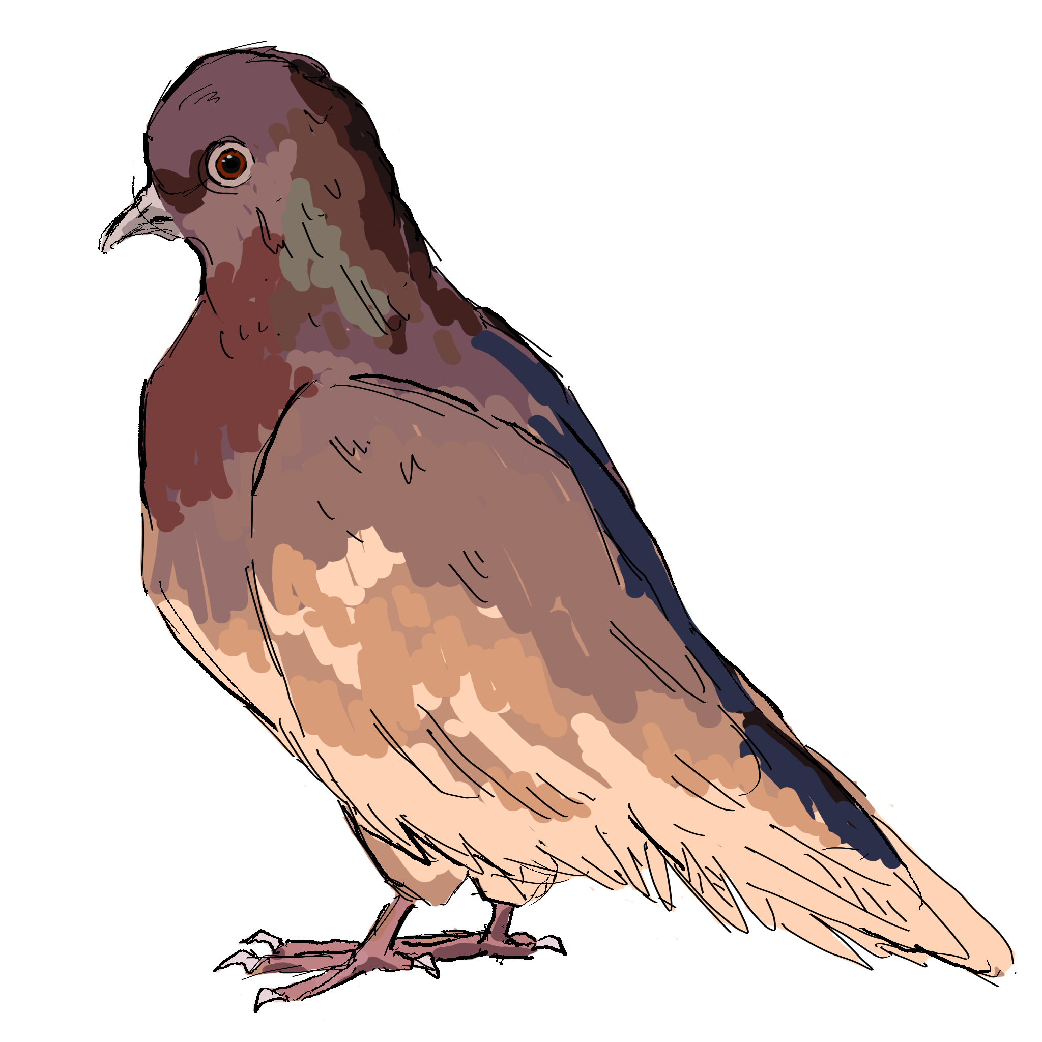pigeon